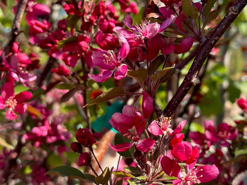 spring blooms