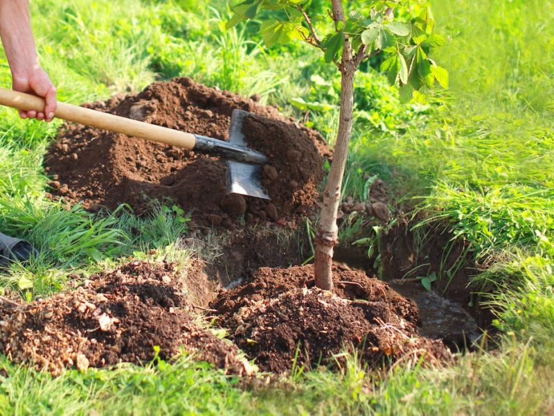 transplant tree care
