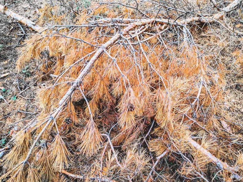 Tree Desiccation